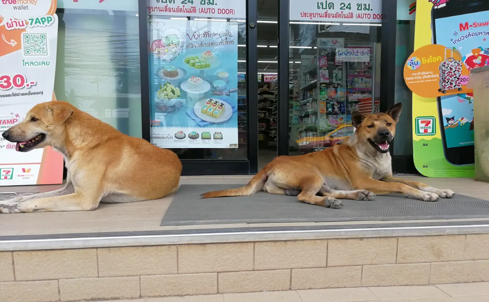 コンビニの番犬